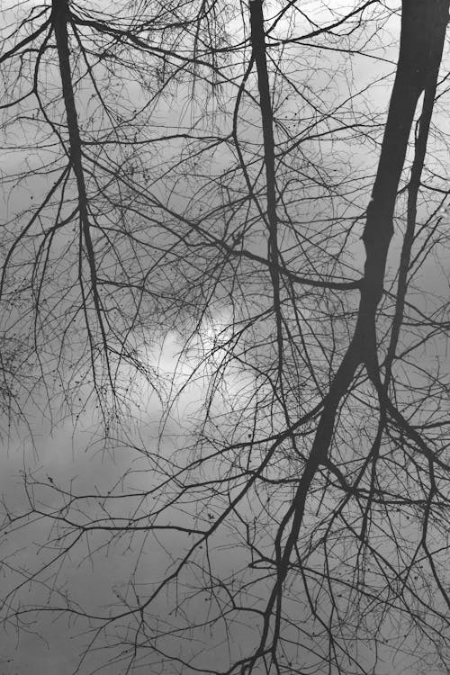 Black and white photo of trees reflected in water