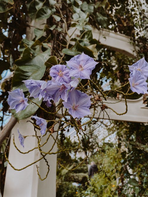 Gratis lagerfoto af arkitektur, blomster, drivhus