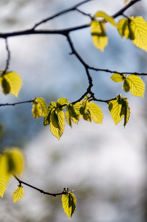 나뭇잎, 수직 쐈어, 식물의 무료 스톡 사진