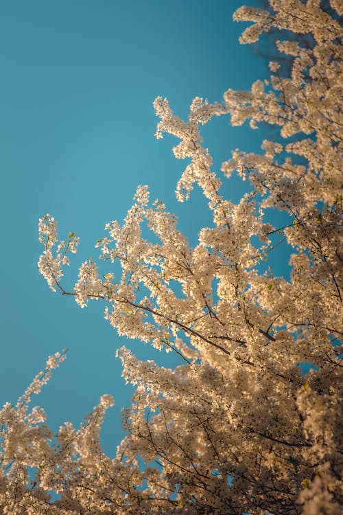 A close up of a tree with white blossoms
