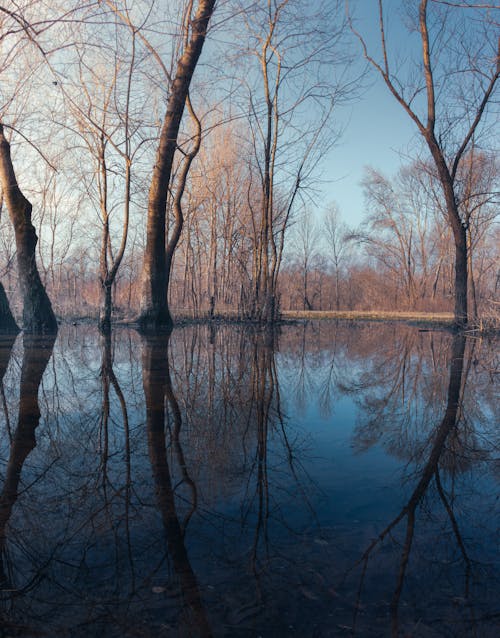 A reflection of trees in a pond