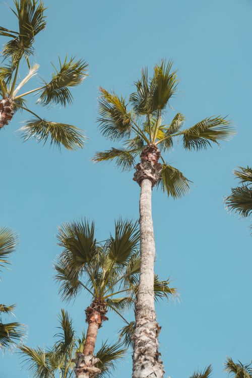 Free Majestic palm trees reach into a bright blue sky in Barcelona, Spain, evoking a warm, exotic summer feel. Stock Photo