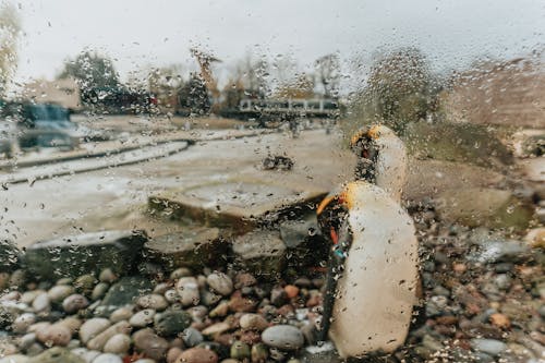 Gratis lagerfoto af edinburgh, edinburgh zoologisk have, pingviner