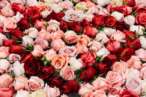 Fotobanka s bezplatnými fotkami na tému červené ruže, kvetinový aranžmán, kvety