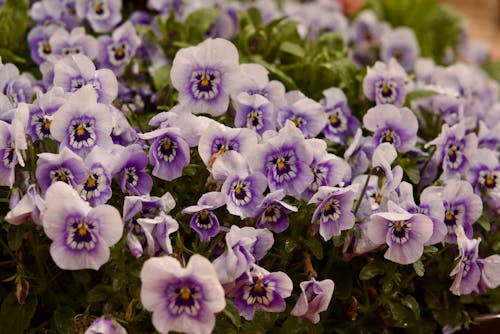 三色紫羅蘭, 增長, 夏天 的 免費圖庫相片