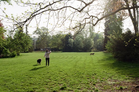 A woman walks her dogs in a sunlit park in Nancy, France, enjoying a leisurely stroll.