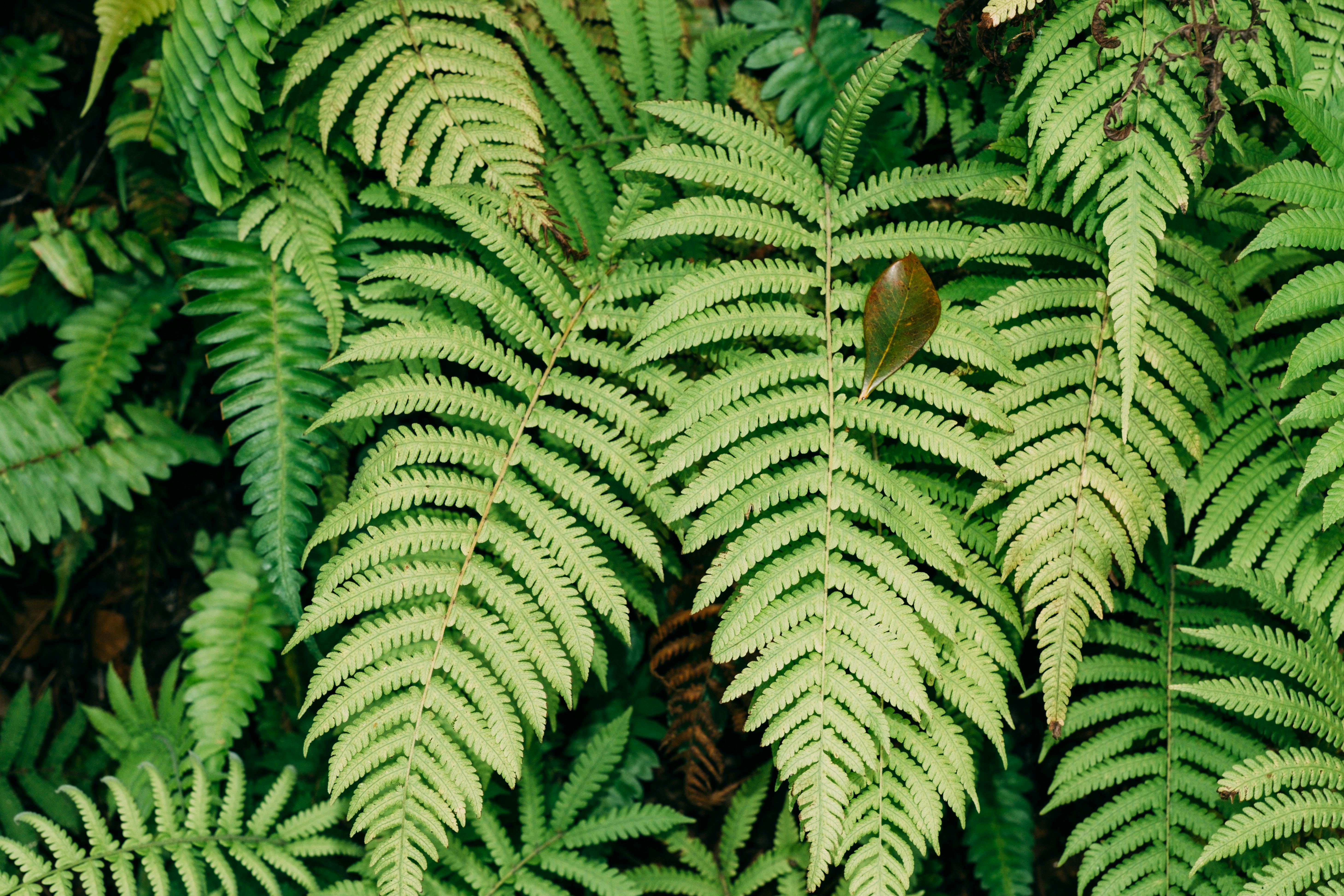 Close-up view of lush green fern leaves showcasing natural beauty and foliage details.