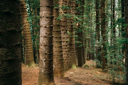 Free Serene view of a dense evergreen forest featuring tall tree trunks enveloped by lush greenery. Stock Photo