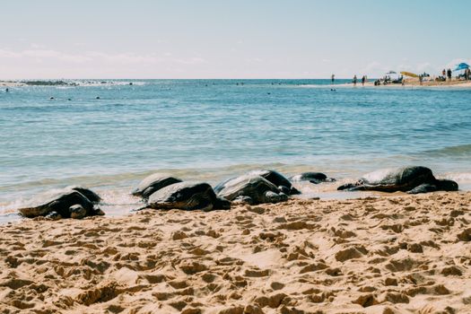 Sea turtles resting on a sunny beach with tourists enjoying the ocean view.