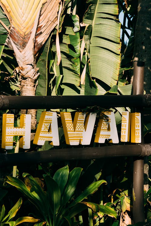 Ingyenes stockfotó függőleges lövés, hawaii, pálmafa témában