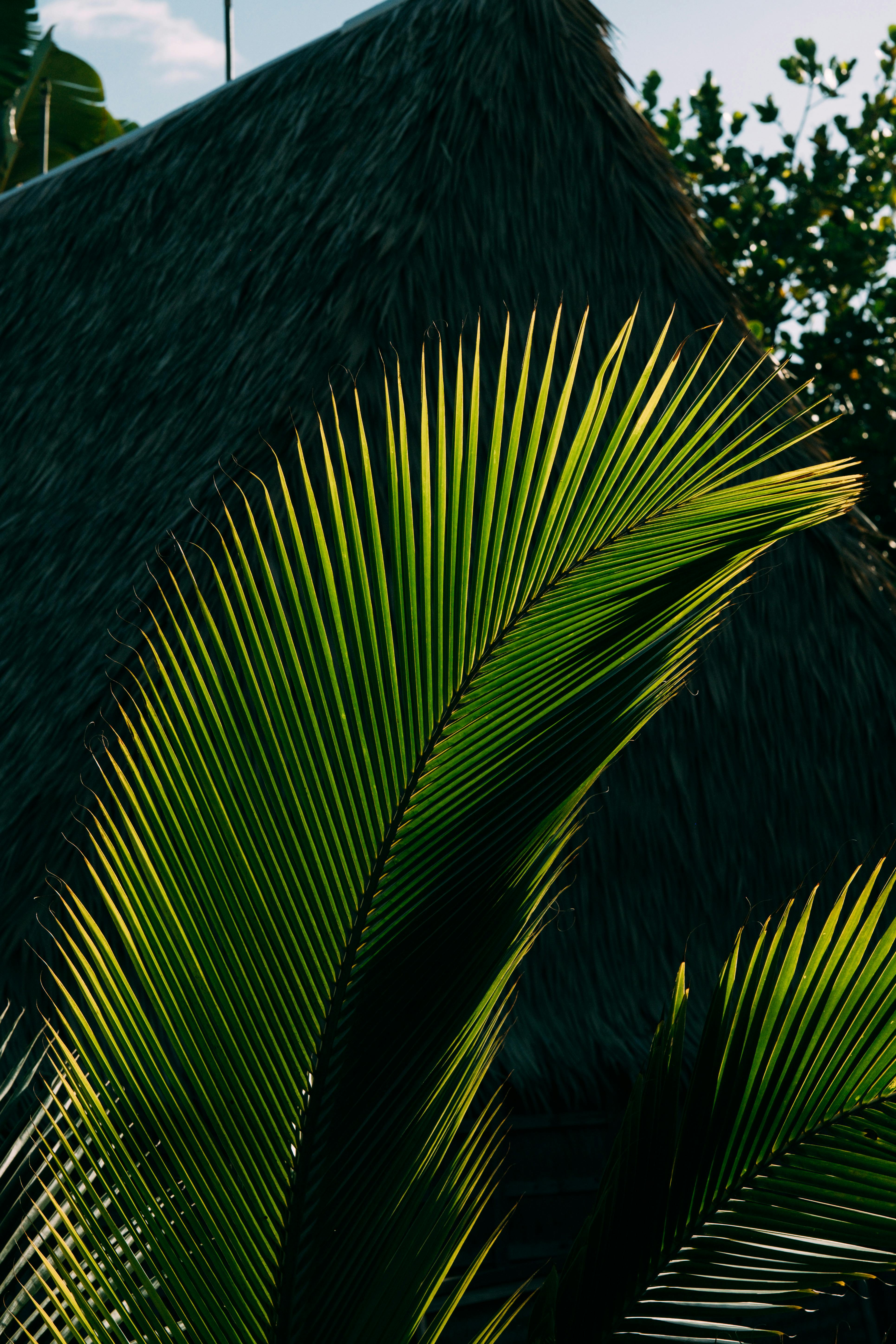 Close-up of a thatched roof and vibrant palm leaves in tropical sunlight.