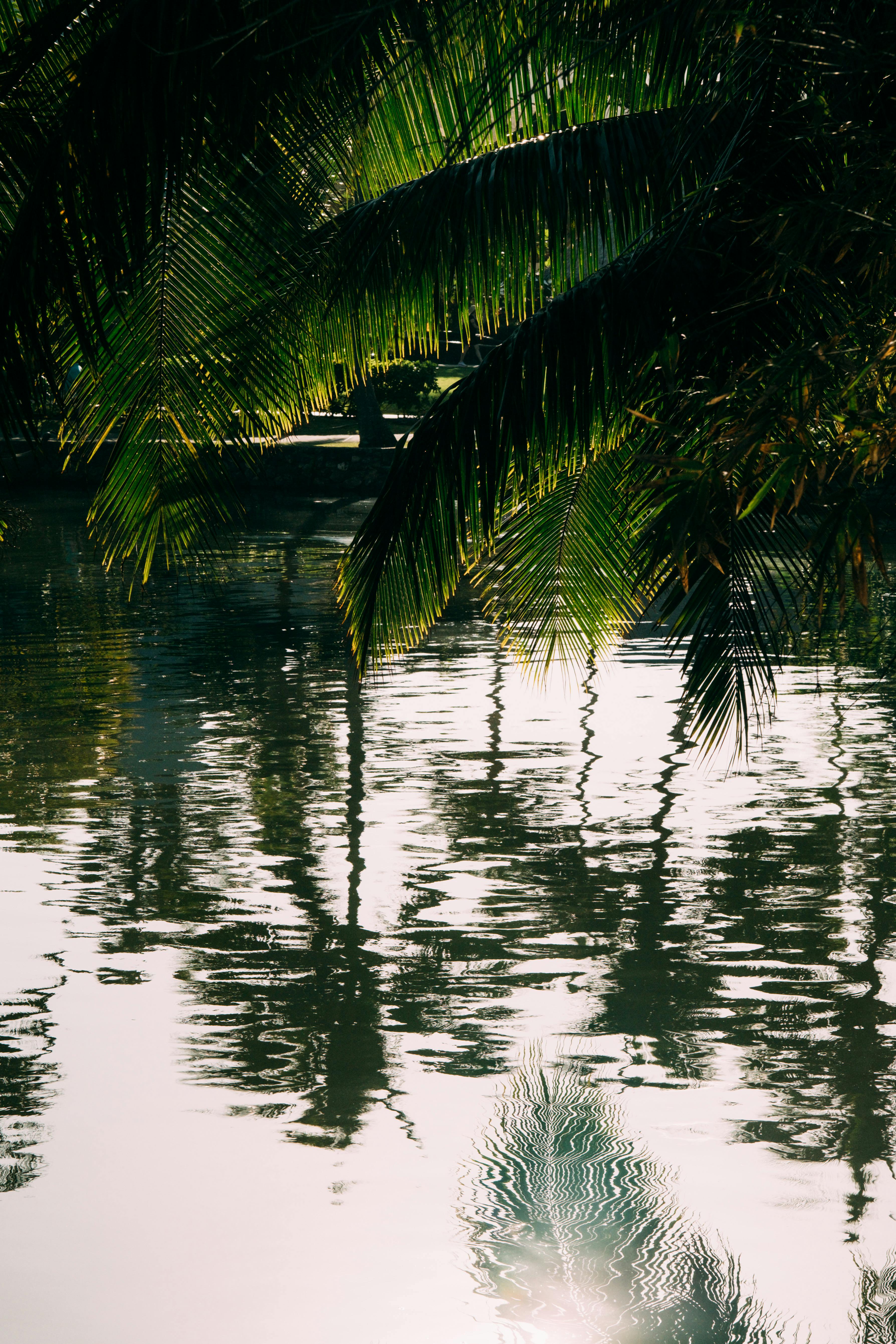 Tranquil tropical pond reflecting lush palm trees under bright sunlight.