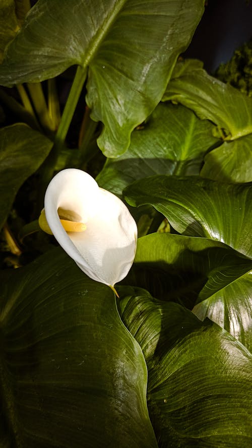Foto stok gratis arum lily, bunga putih, daun-daun hijau