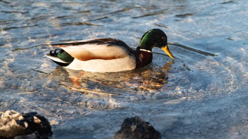 Free A mallard duck gracefully swimming in clear waters, captured in Grainau, Germany. Stock Photo