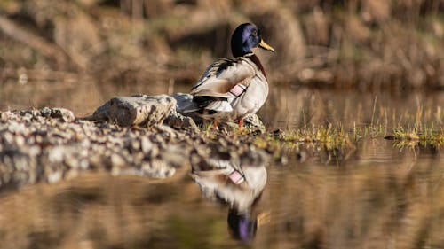 A duck is sitting on the shore of a pond