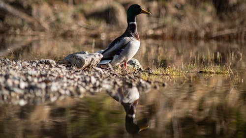 A duck is standing on the shore of a pond