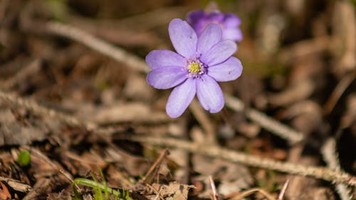 A small purple flower is growing in the ground
