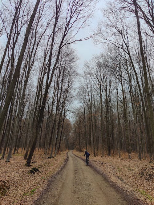 Foto d'estoc gratuïta de arbres sense fulles, bici, bosc