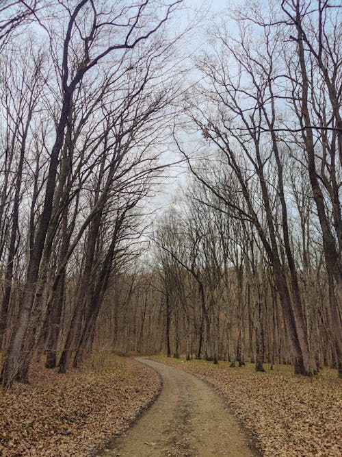 Foto d'estoc gratuïta de arbres sense fulles, bosc, camí de carro