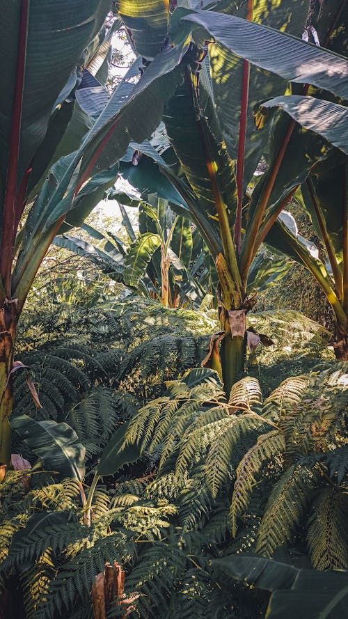 Ingyenes stockfotó banán, erdő, fák témában