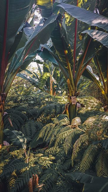 Fotomural Descubre la belleza natural de un bosque tropical con exuberantes plantas de plátano y helechos vibrantes.