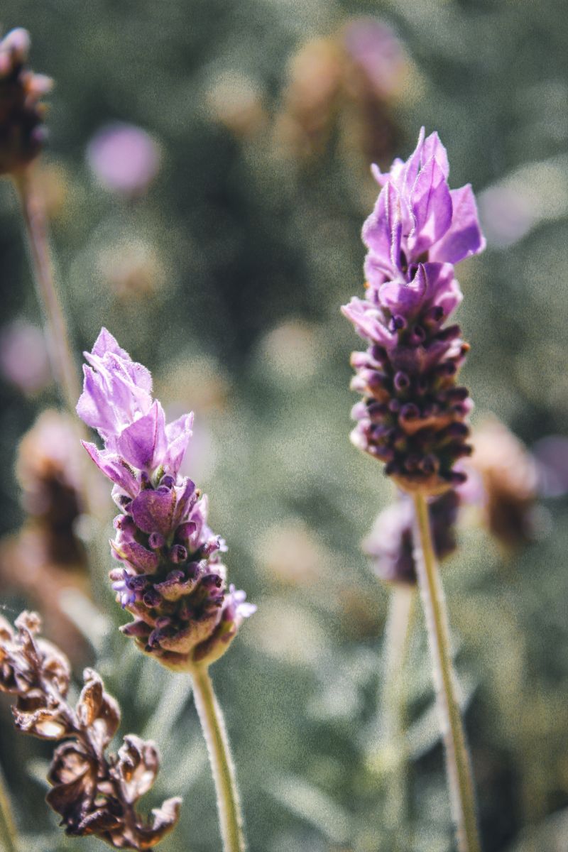 Close-up of blooming French lavender flowers showcasing vibrant purple hues