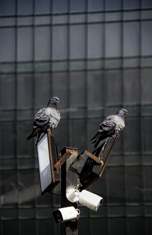 Two pigeons sitting on a pole