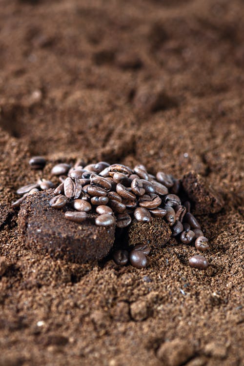 A pile of seeds on top of dirt