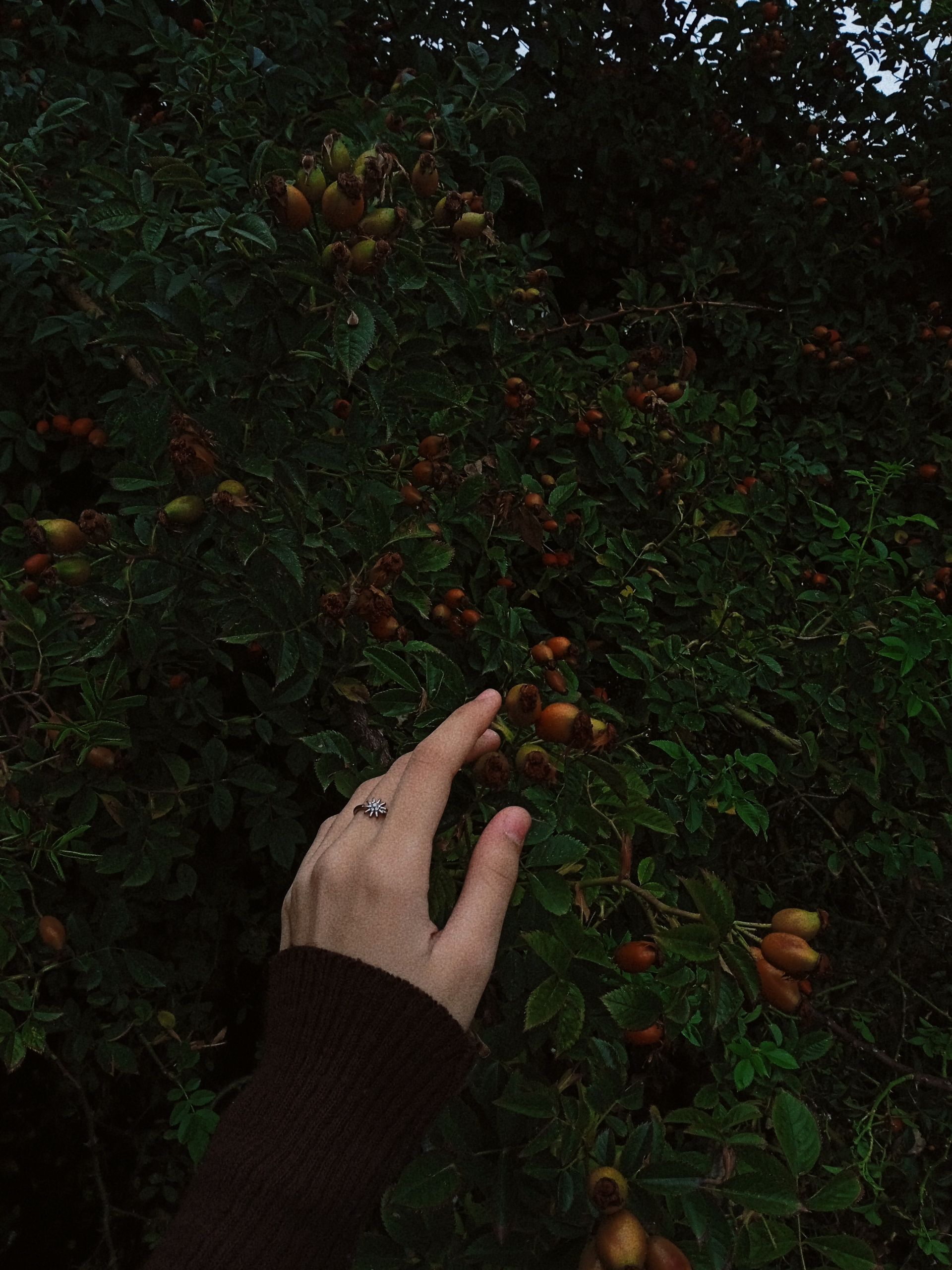 A person reaches for wild berries on a lush green bush in natural surroundings.