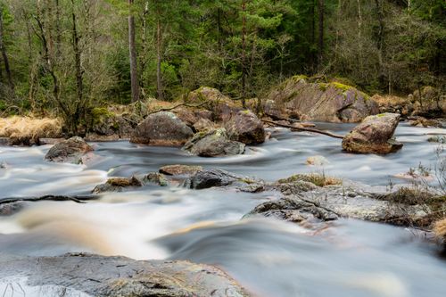 Free Calm stream flowing through a serene forest with moss-covered rocks and lush greenery. Stock Photo