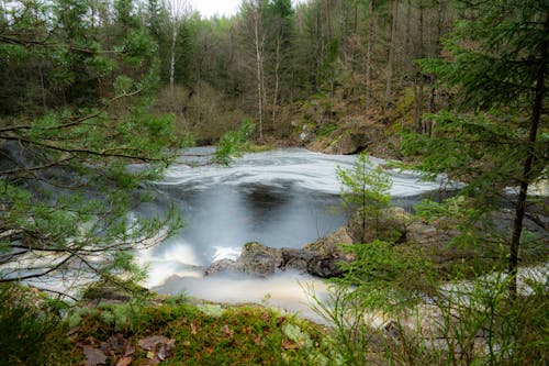 Fotos de stock gratuitas de agua que fluye, arboles, bosque