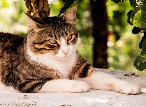 Free A cat laying on a stone with green leaves in the background Stock Photo