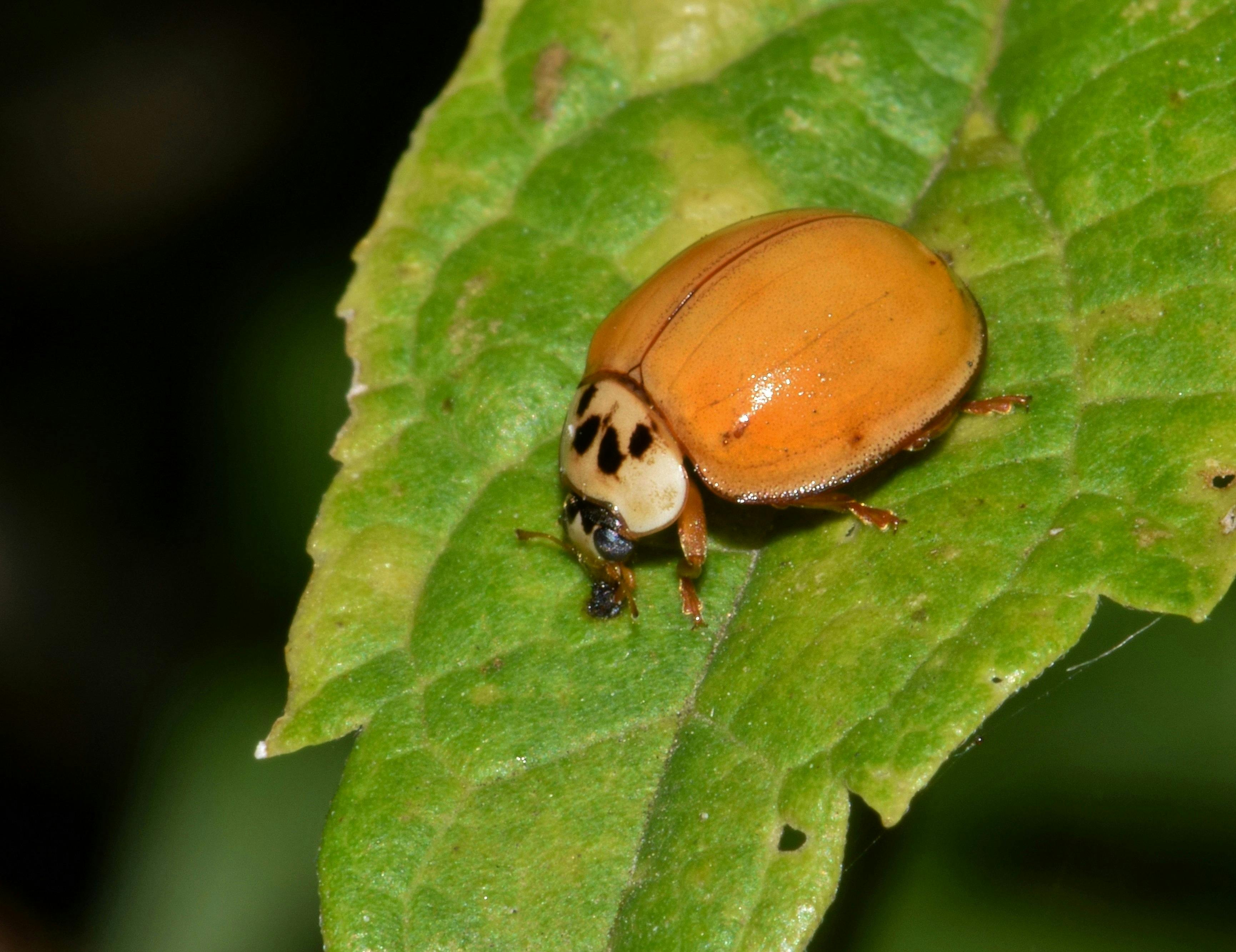 Harmonia Axyridis オレンジ色の虫 カボチャの女性カブトムシの無料の写真素材