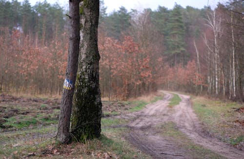 Kostenloses Stock Foto zu außerorts, bäume, feldweg