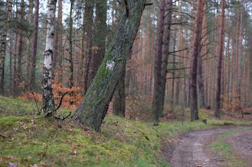 Kostenloses Stock Foto zu außerorts, bäume, feldweg