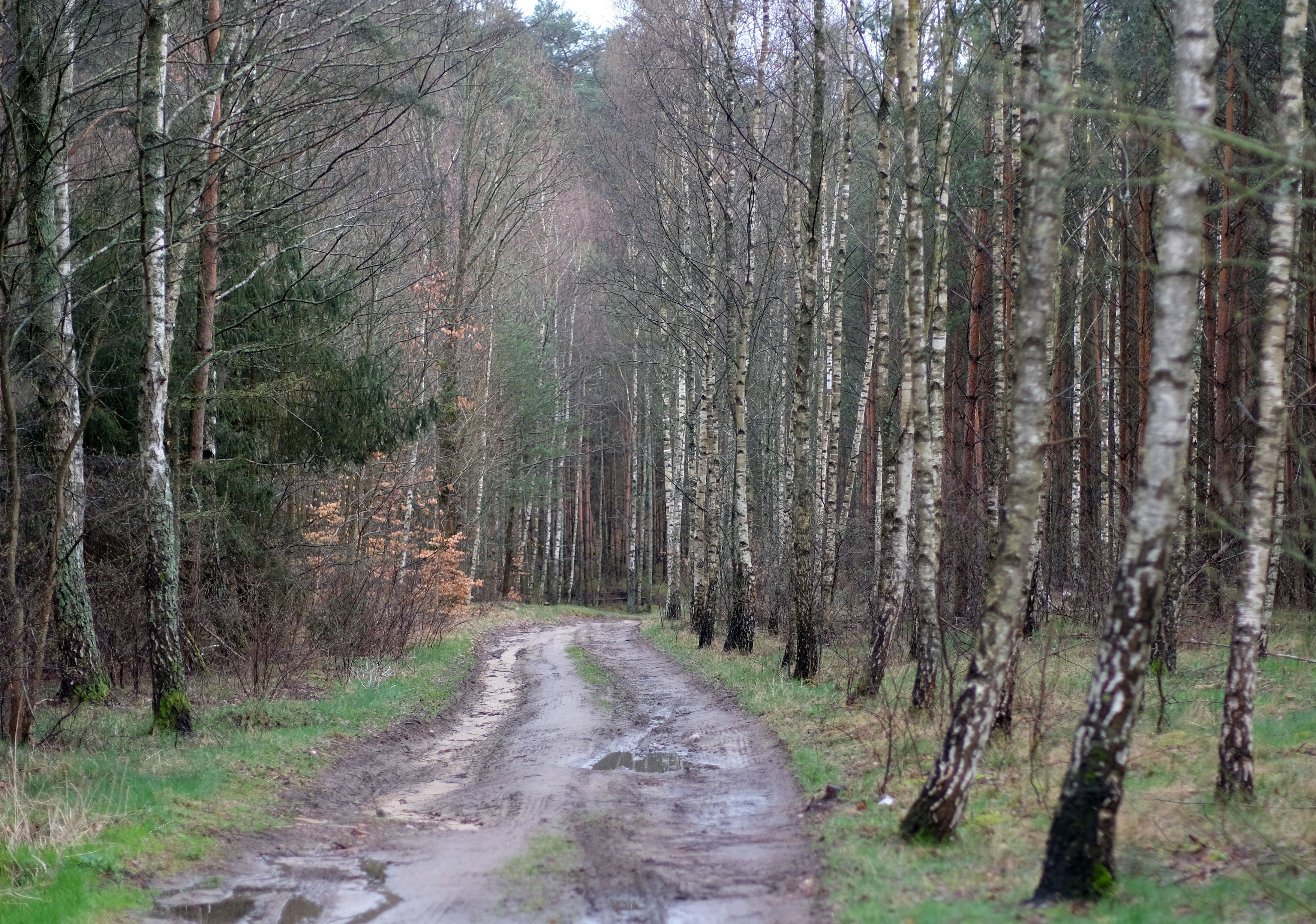 A dirt road in the woods with trees · Free Stock Photo