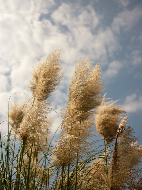 Free Tall pampas grasses sway gently under a clear blue sky. Ideal for nature-themed designs. Stock Photo