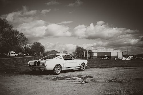 Fotos de stock gratuitas de blanco y negro, caballo mesteño, de espaldas