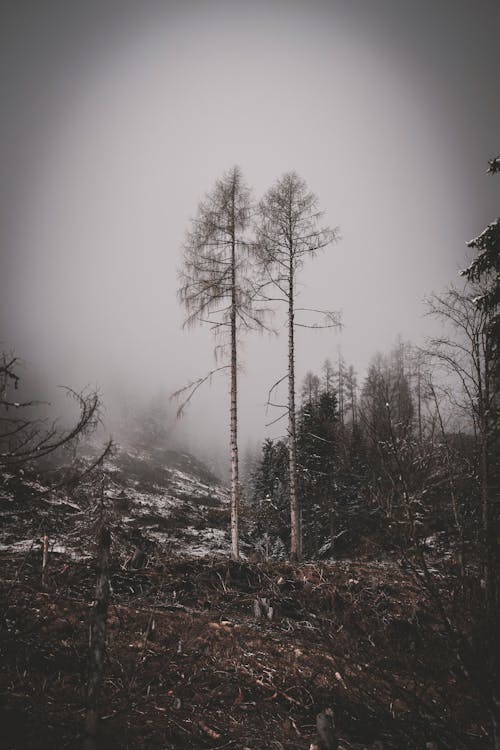 Gratis arkivbilde med landlig, natur, skog