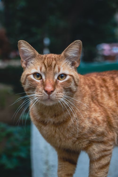 Free Close-up shot of an orange tabby cat. Curious feline with striking amber eyes and long whiskers. Stock Photo