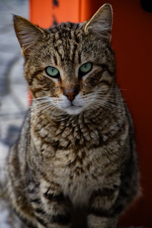 Free Captivating portrait of a tabby cat with green eyes sitting outdoors in İstanbul. Stock Photo
