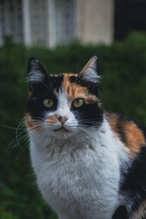 Free A close-up shot of a calico cat with vibrant colors sitting in an Istanbul garden. Stock Photo