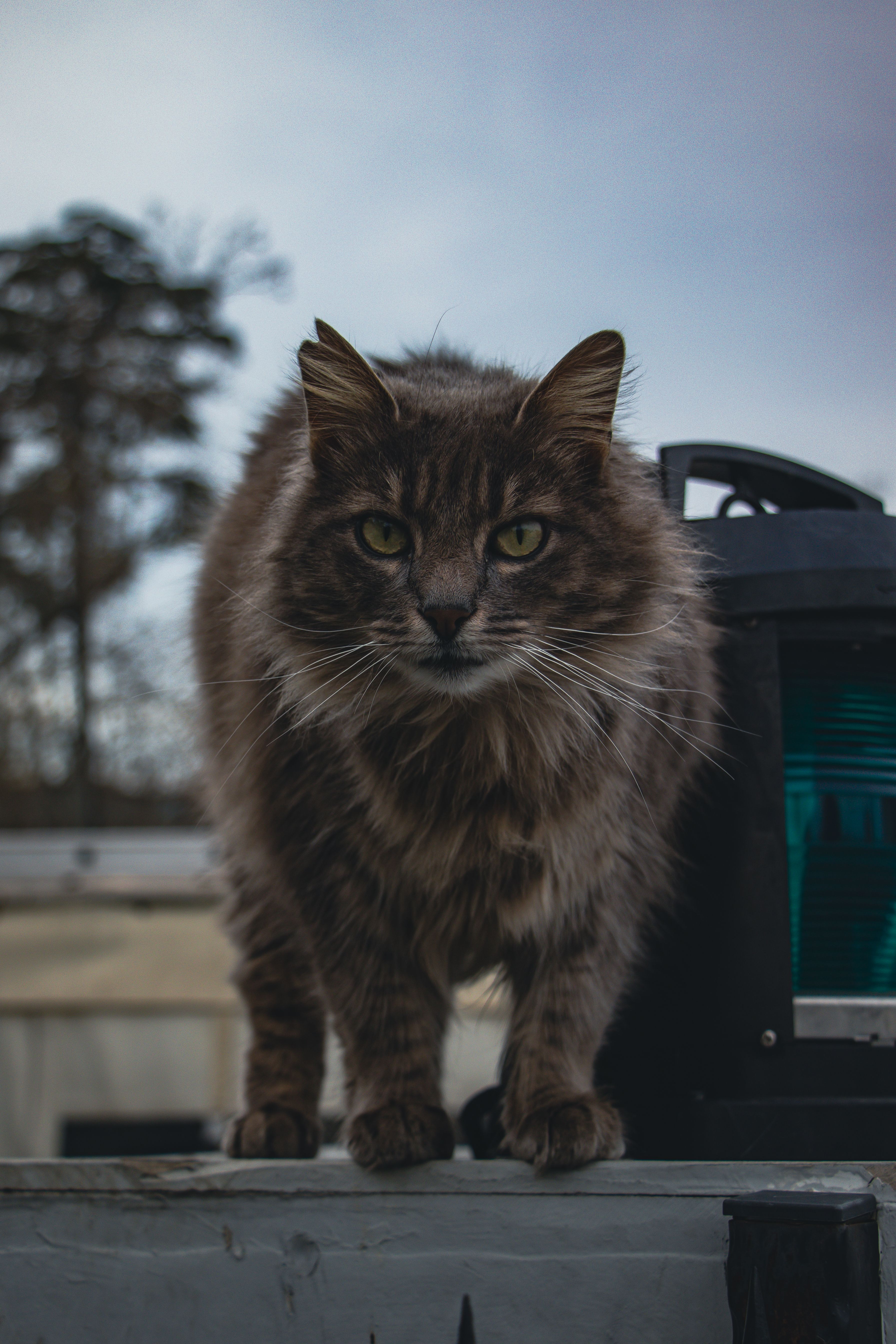 A majestic long-haired cat with piercing eyes stands outdoors in İstanbul, Türkiye.