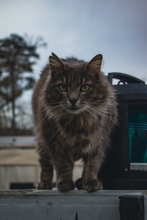 Fotobanka s bezplatnými fotkami na tému cicavec, domáca dlhosrstá mačka, domáce zviera
