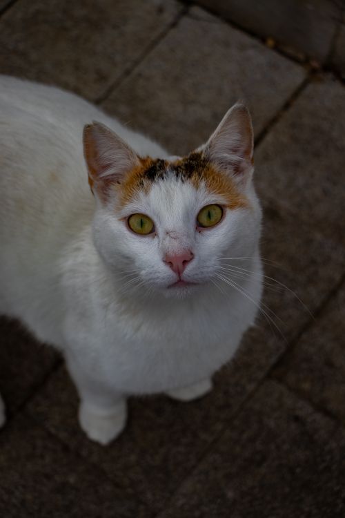 Free Adorable white and calico street cat with piercing green eyes in Istanbul, Türkiye. Stock Photo