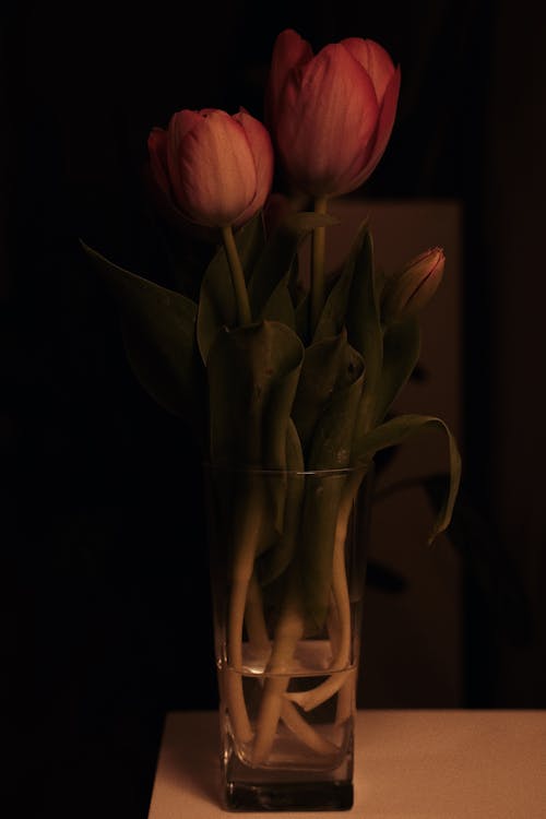 Foto stok gratis bejana, bunga-bunga, gelap