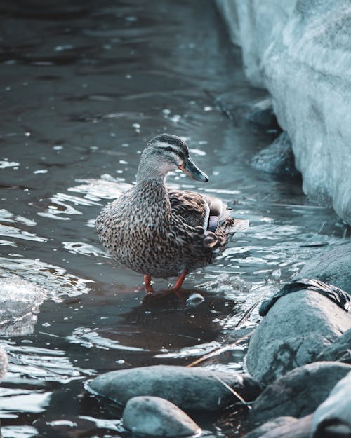 A duck standing in the water near rocks