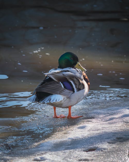 A duck standing in the water with its feet in the snow
