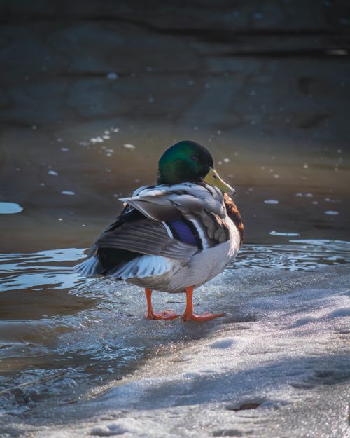 Free A mallard duck stands on an icy riverbank in Turku, showcasing vibrant plumage. Stock Photo