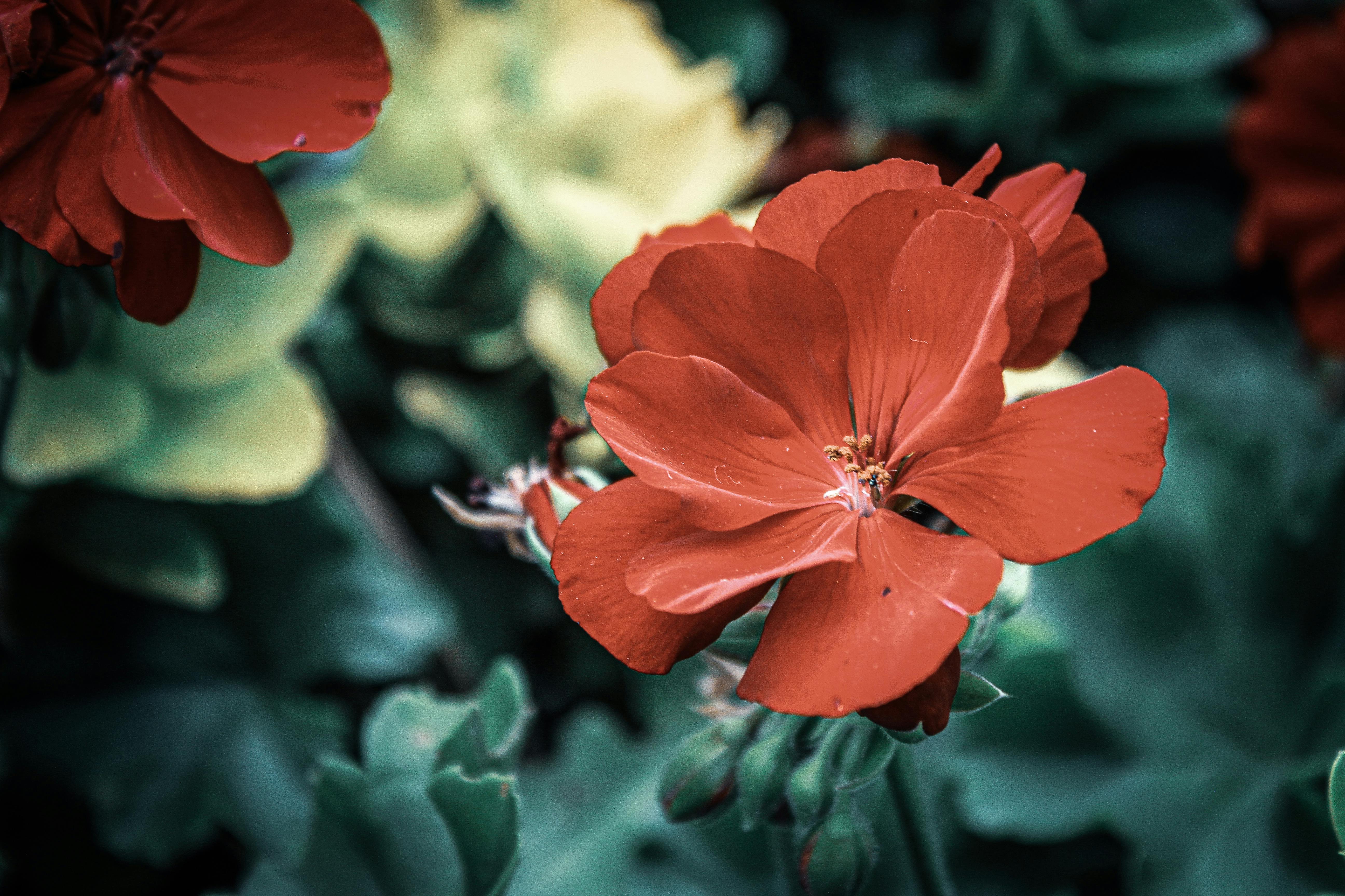 [ColoSach]-close-up-of-vibrant-red-geranium-flowers-in-full-bloom-with-lush-green-foliage,-perfect-for-spring-themes.